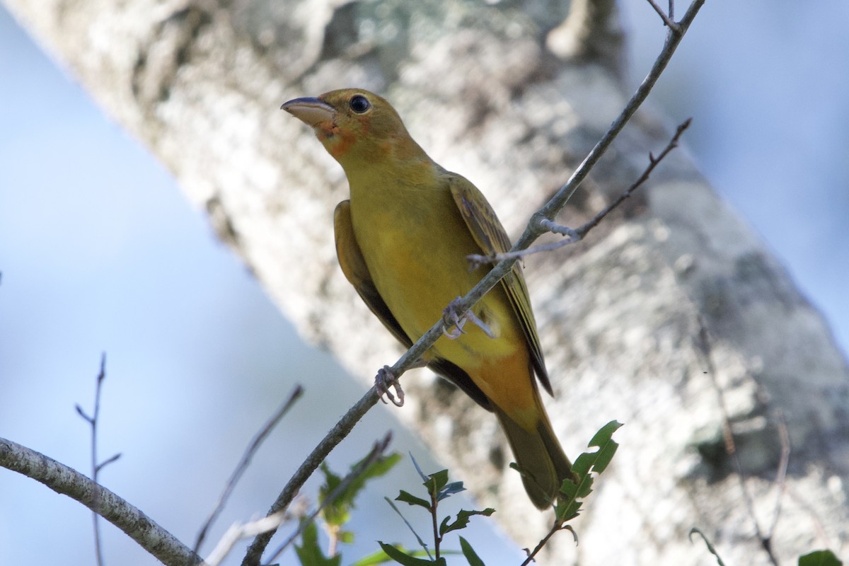 Summer Tanager - ML641519243