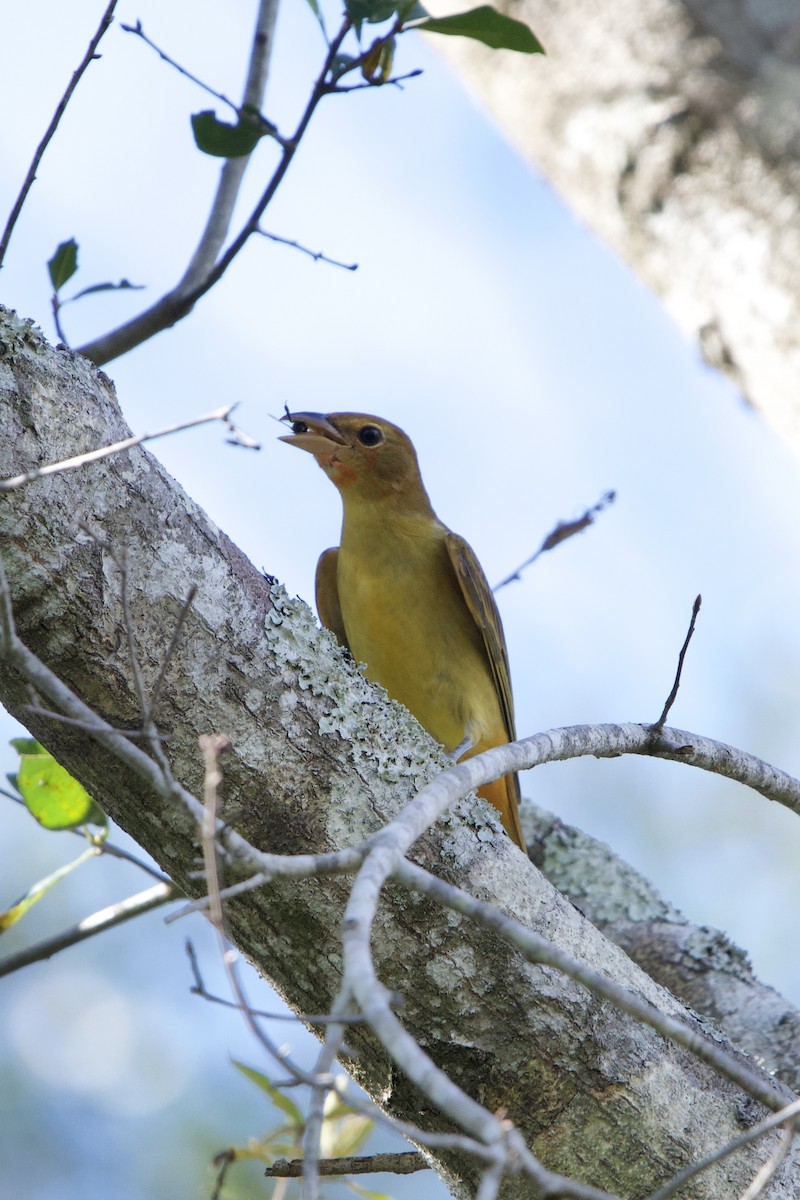 Summer Tanager - ML641519244