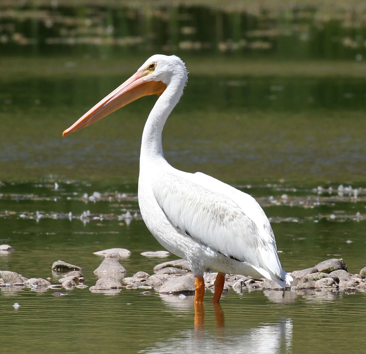 American White Pelican - ML641519265
