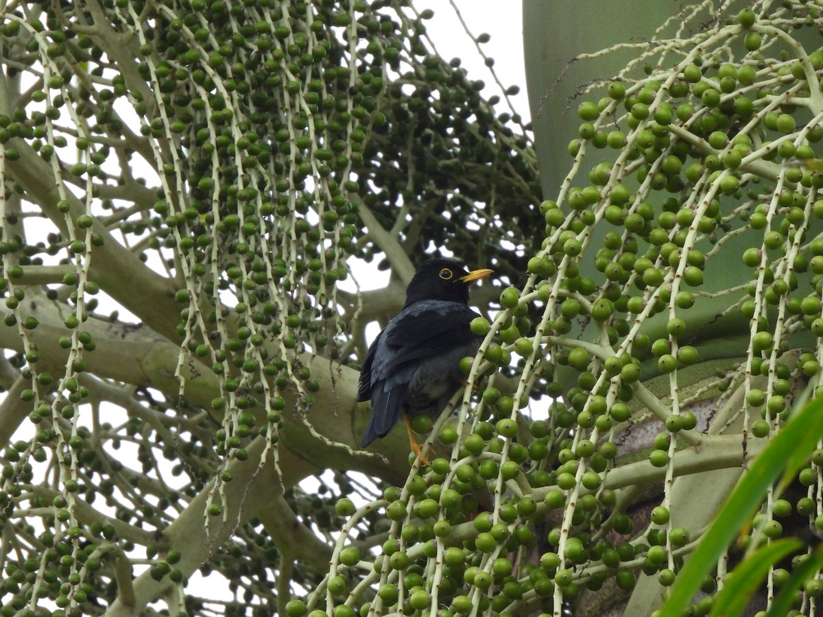 Yellow-legged Thrush - ML641519268