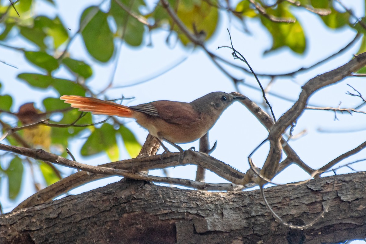 White-lored Spinetail - ML641519302