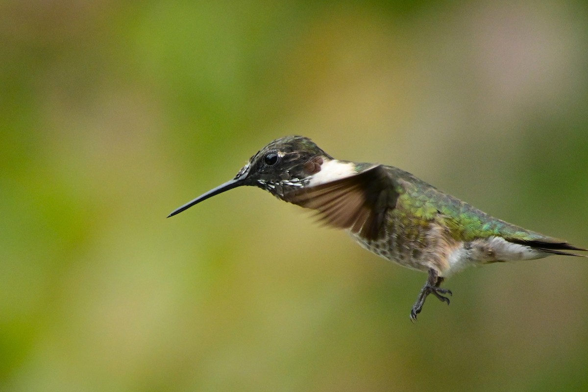 Ruby-throated Hummingbird - ML641519307