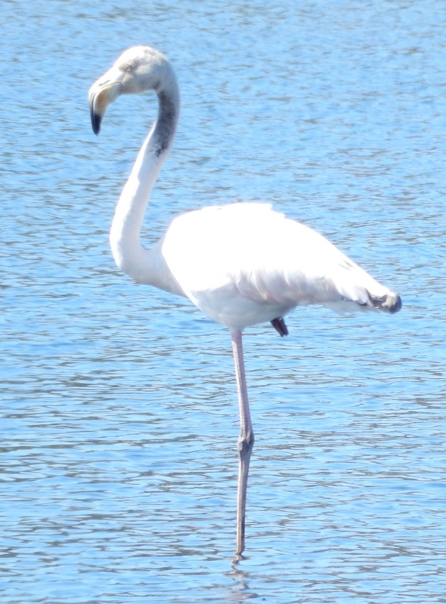Greater Flamingo - John Licharson