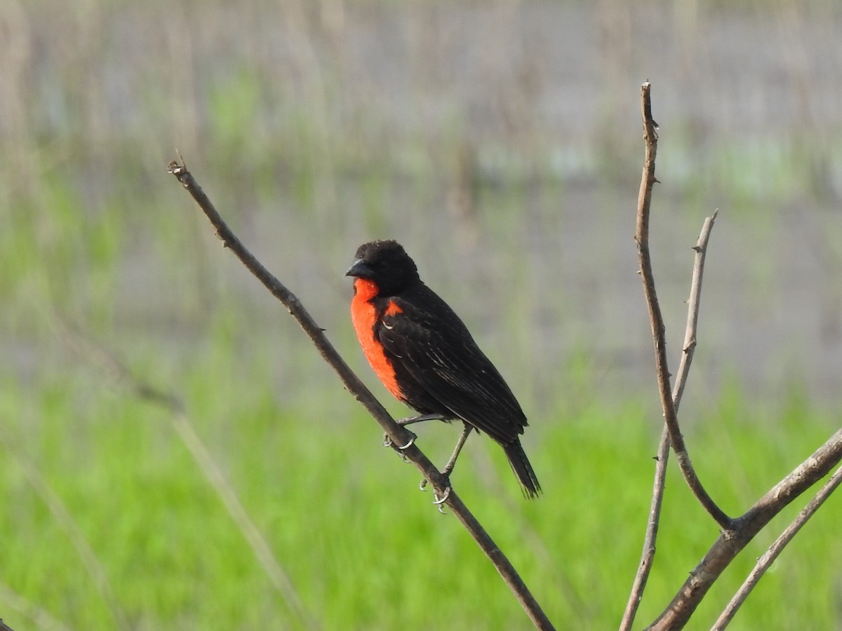 Red-breasted Meadowlark - ML641519318