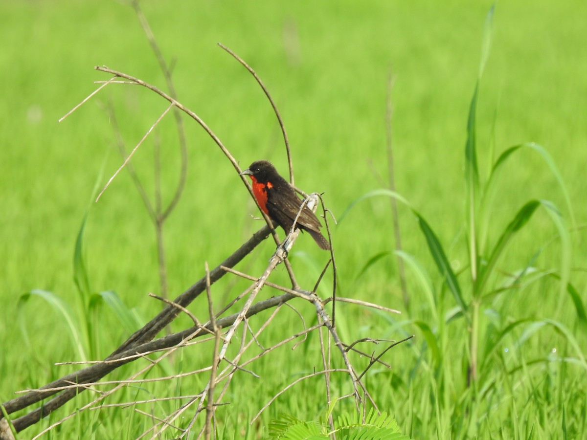 Red-breasted Meadowlark - ML641519319