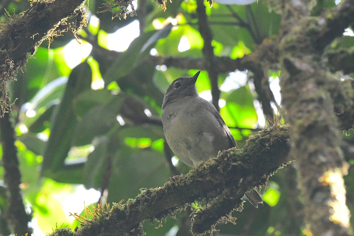 Puaiohi - ML641519339