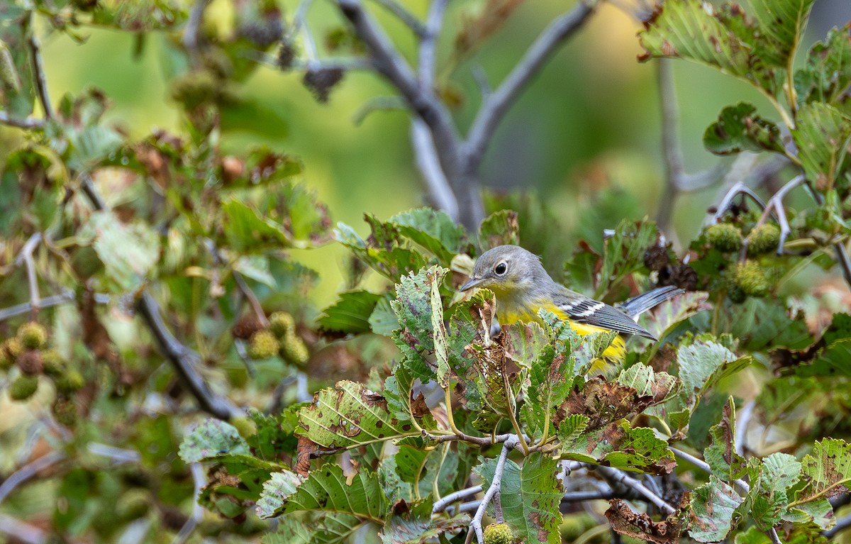 Magnolia Warbler - ML641519351