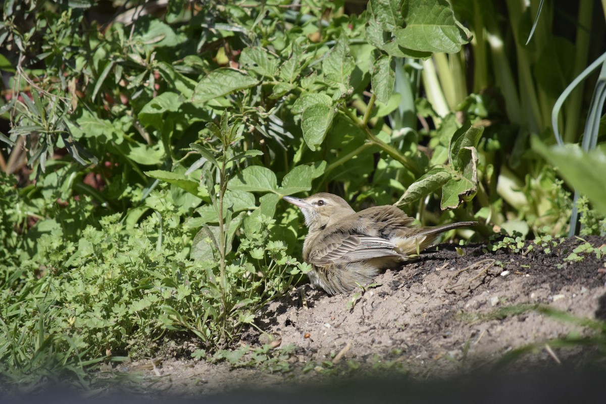 Gray-bellied Shrike-Tyrant - ML641519355