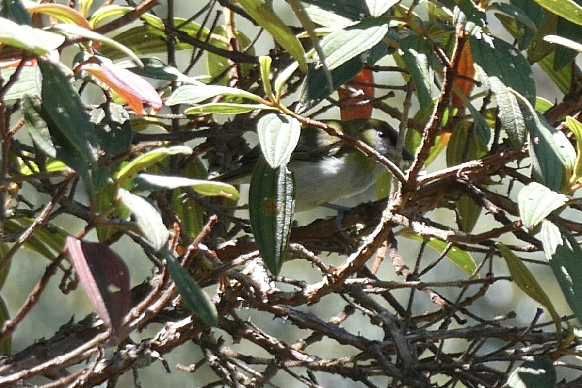 Black-billed Peppershrike - ML641519425