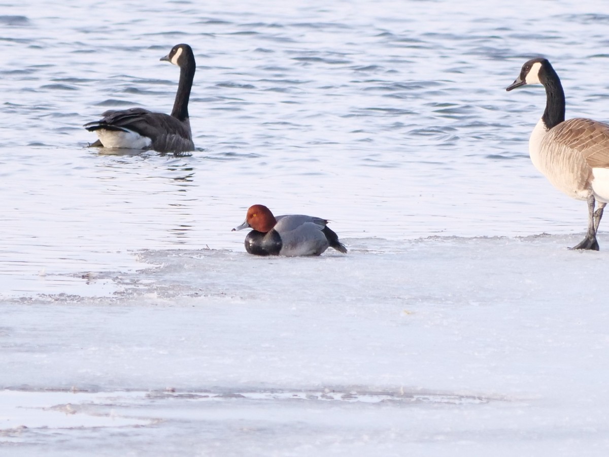 Redhead - ML641519429