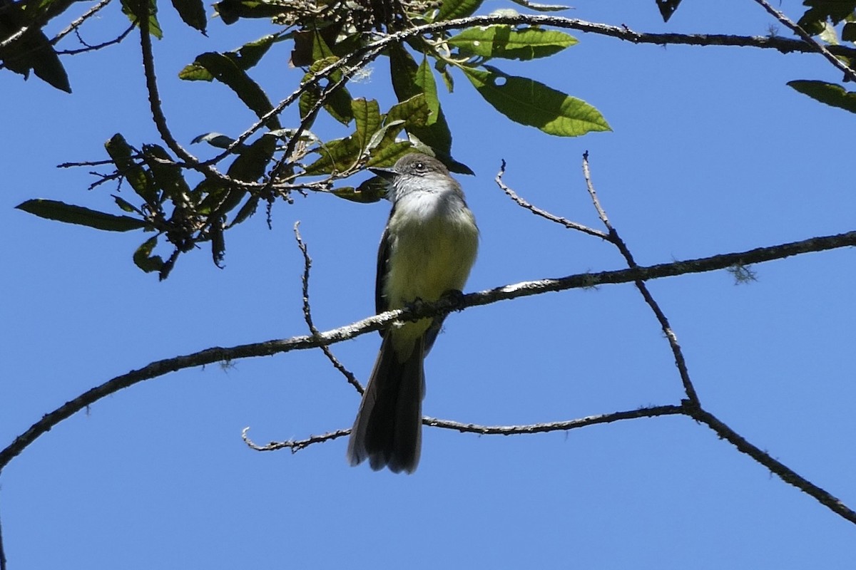 Pale-edged Flycatcher - ML641519482