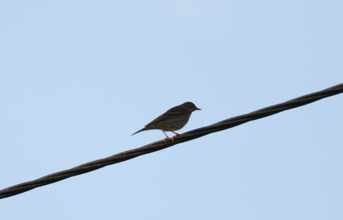 Pipit des arbres - ML641519487