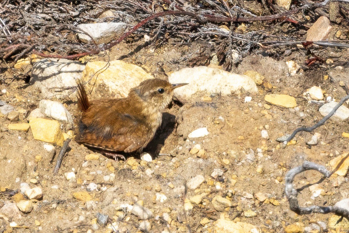 Eurasian Wren - ML641519545