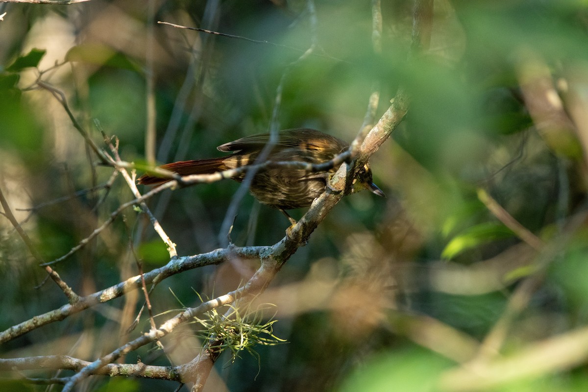 Buff-browed Foliage-gleaner - ML641519547