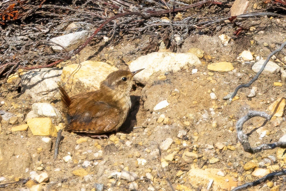 Eurasian Wren - ML641519551