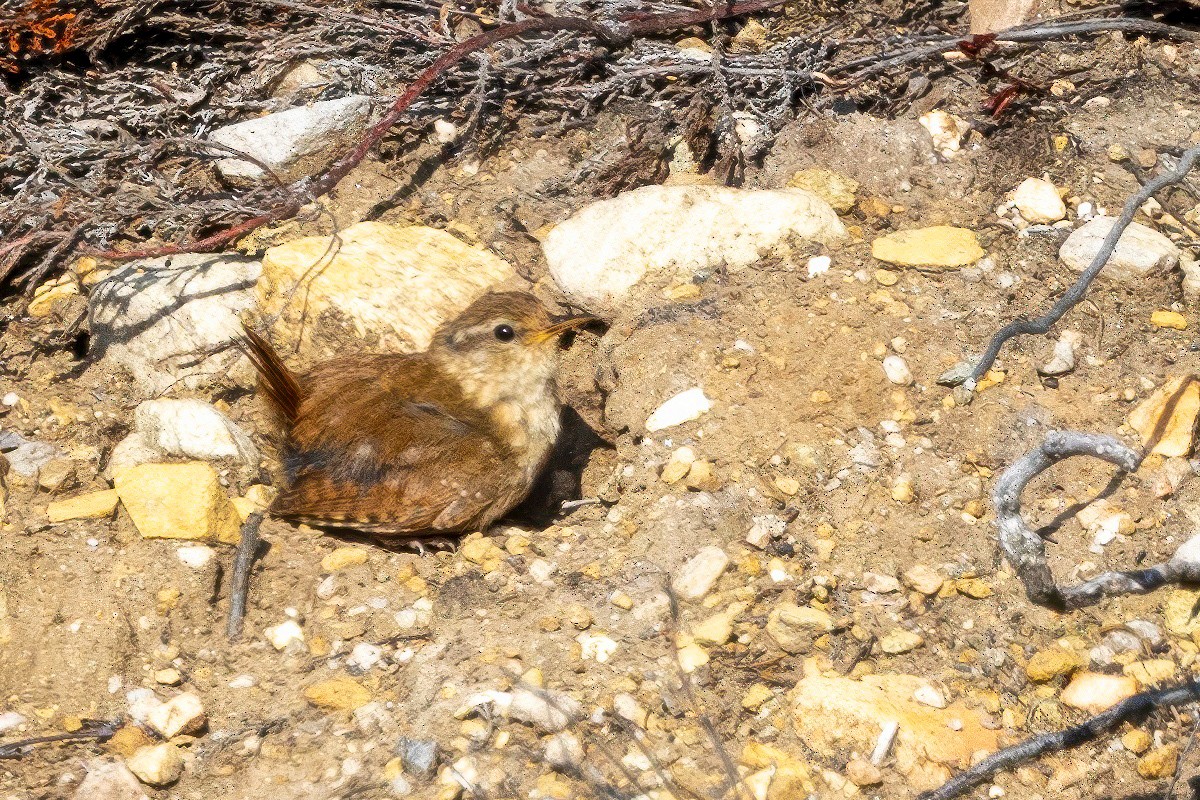 Eurasian Wren - ML641519553