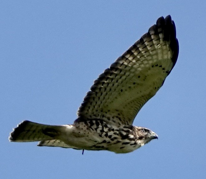 eBird Checklist - 7 Sep 2025 - Mile High Overlook, Balsam Spur of Blue ...