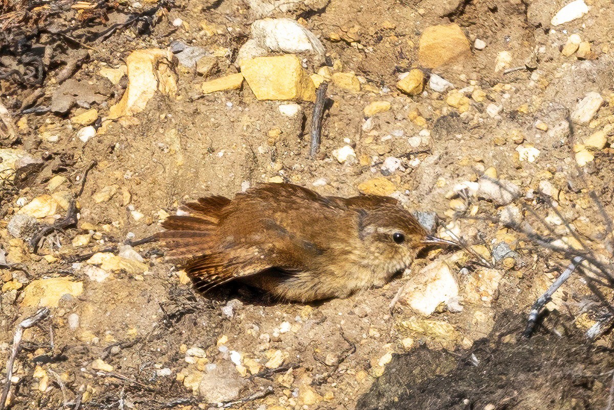 Eurasian Wren - ML641519557