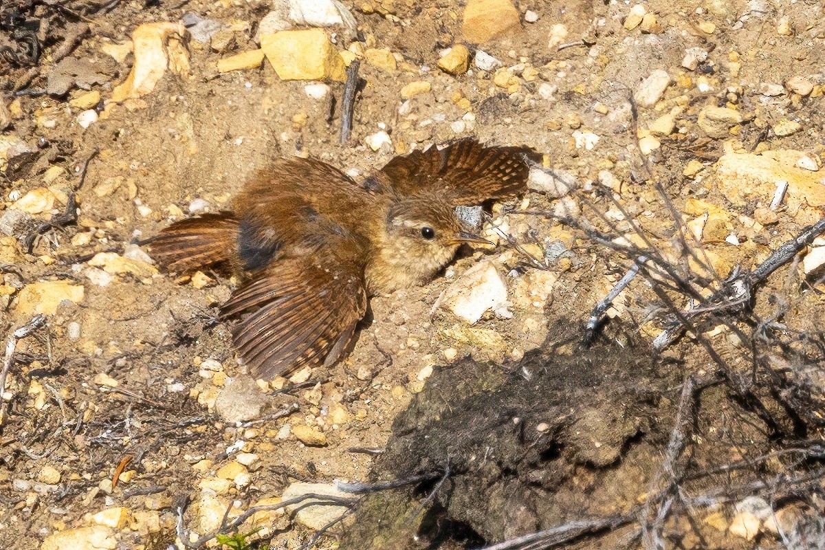 Eurasian Wren - ML641519561