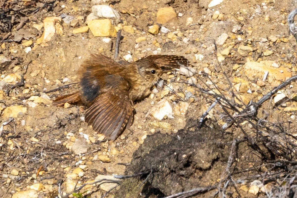 Eurasian Wren - ML641519564