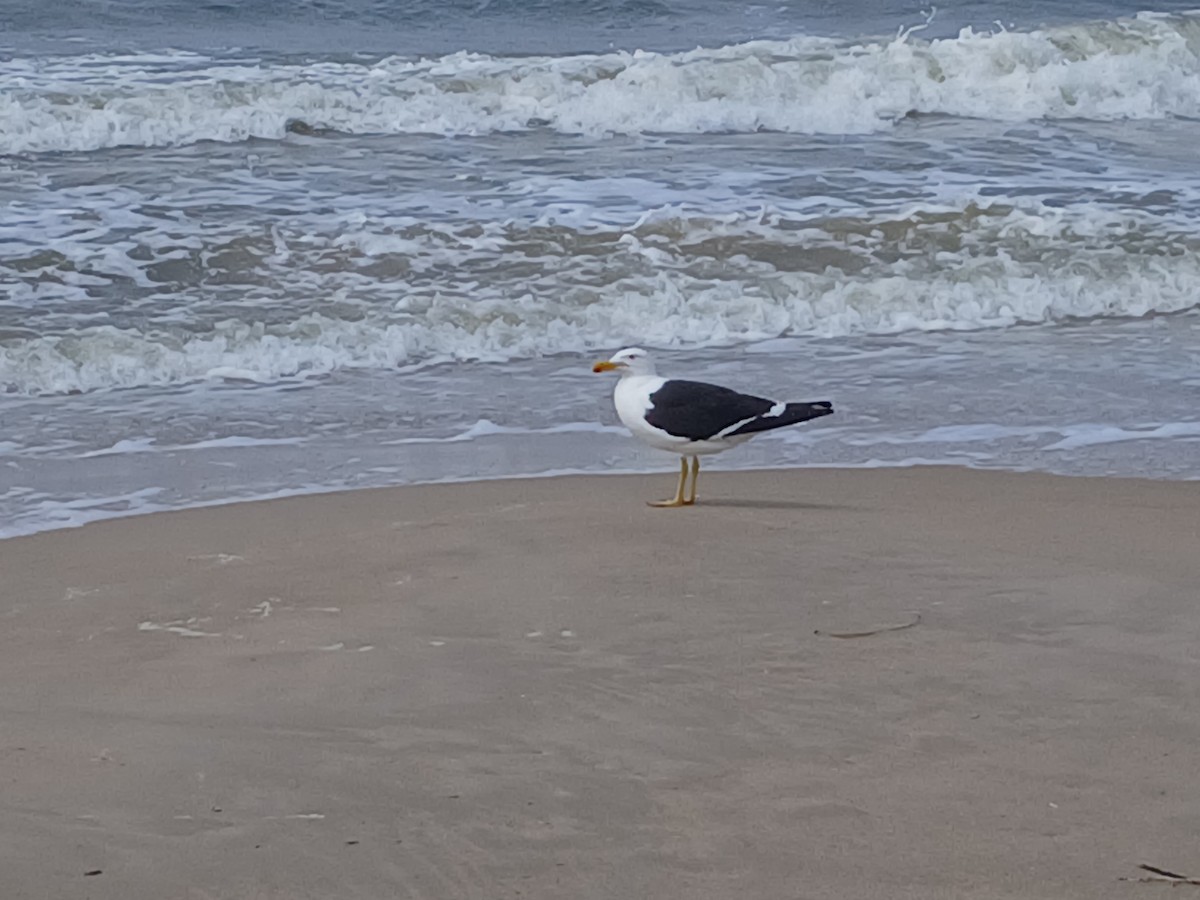 Kelp Gull - ML641519576