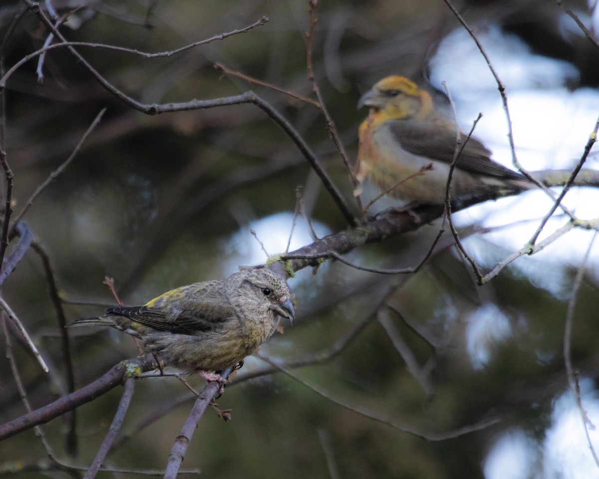 Red Crossbill - ML641519592