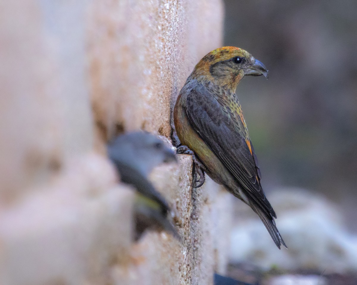 Red Crossbill - ML641519611