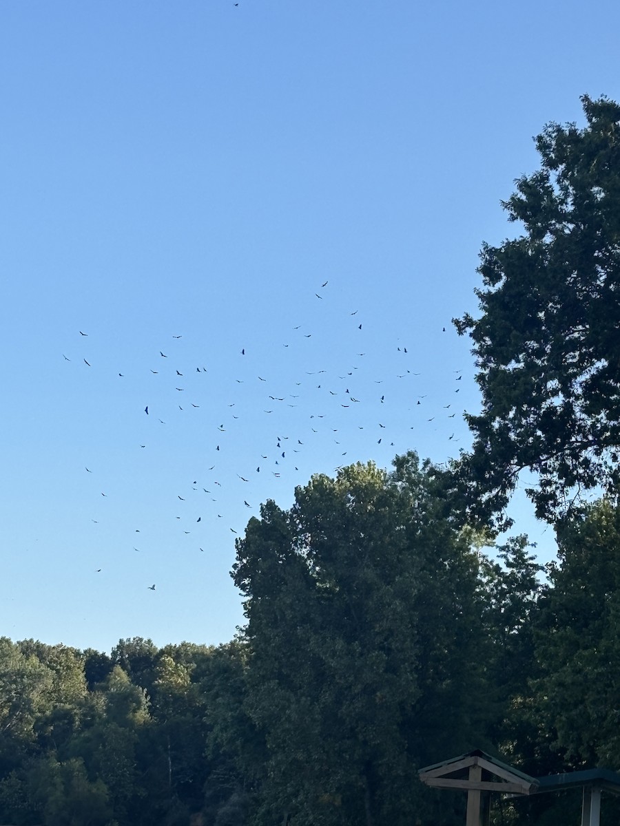 Urubu à tête rouge - ML641519620