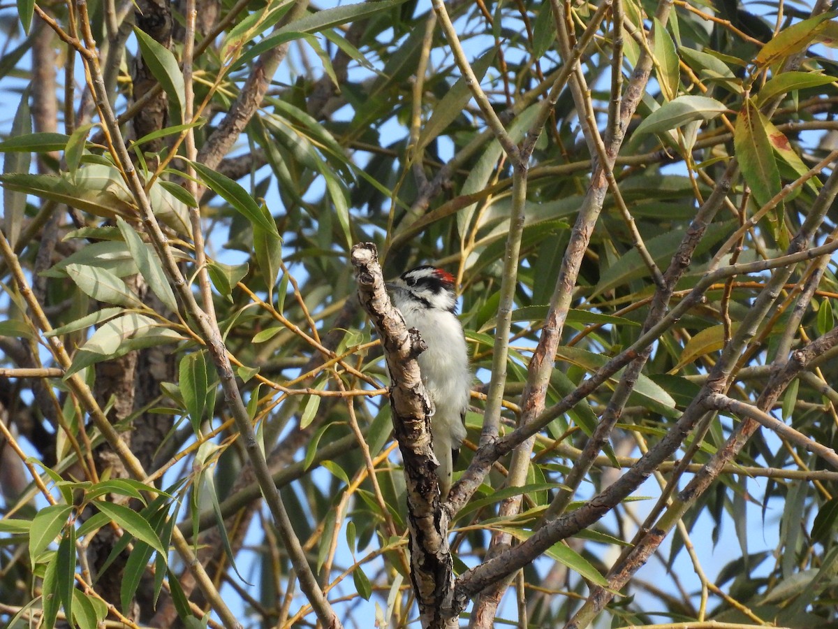 Downy Woodpecker - ML641519628
