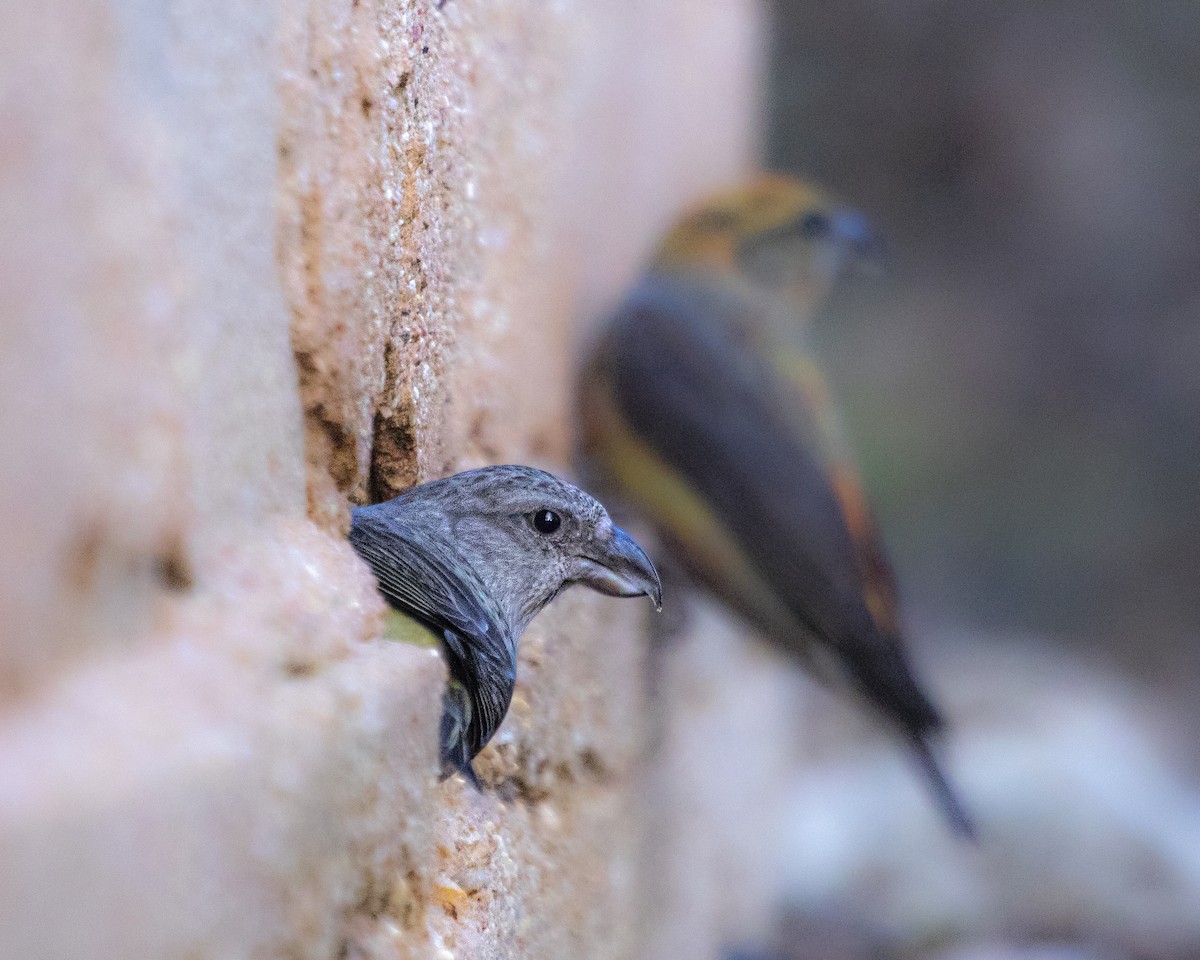 Red Crossbill - ML641519634