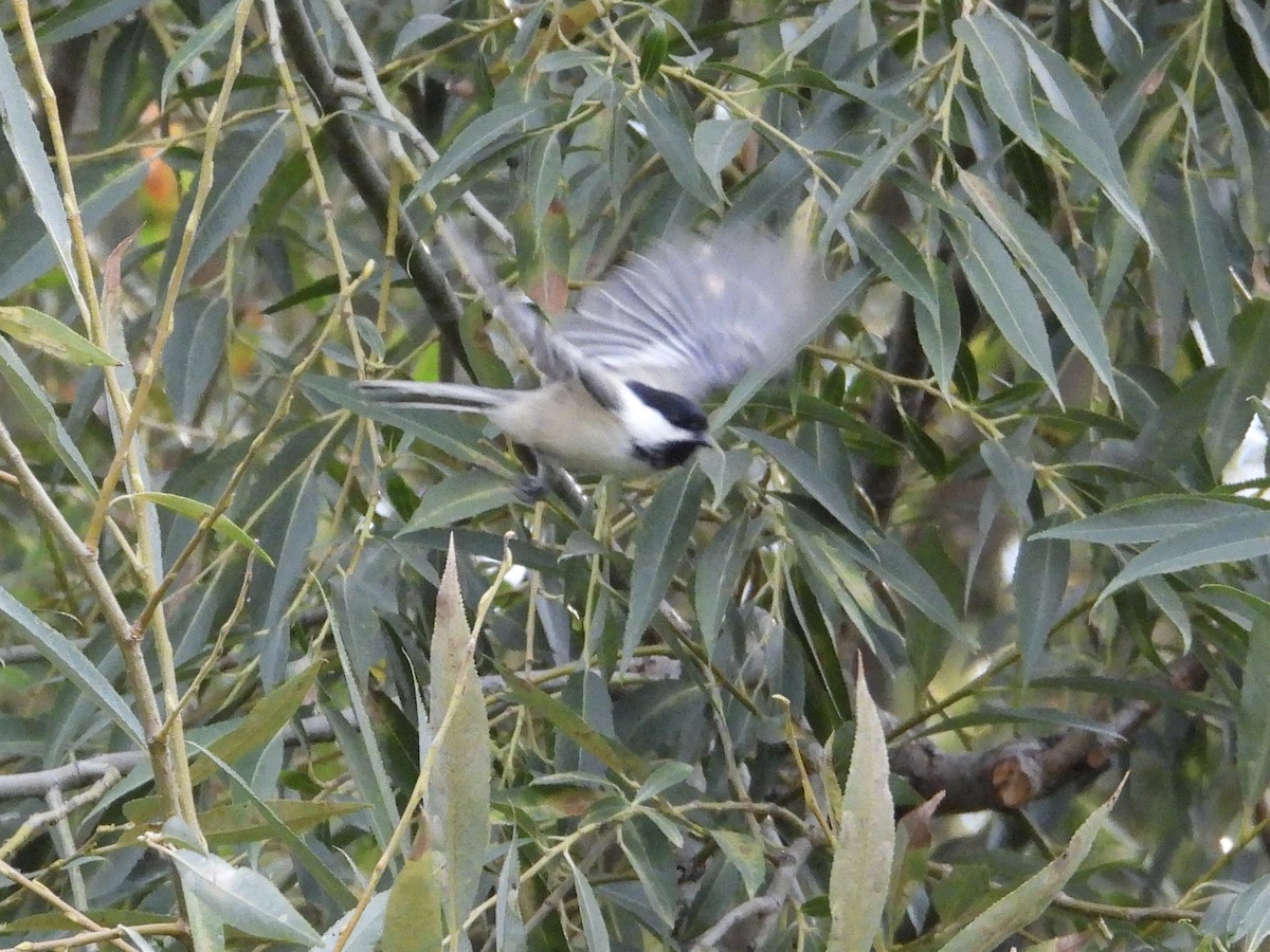 Black-capped Chickadee - ML641519637