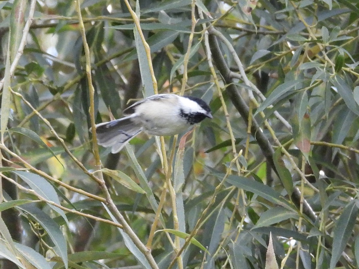 Black-capped Chickadee - ML641519638