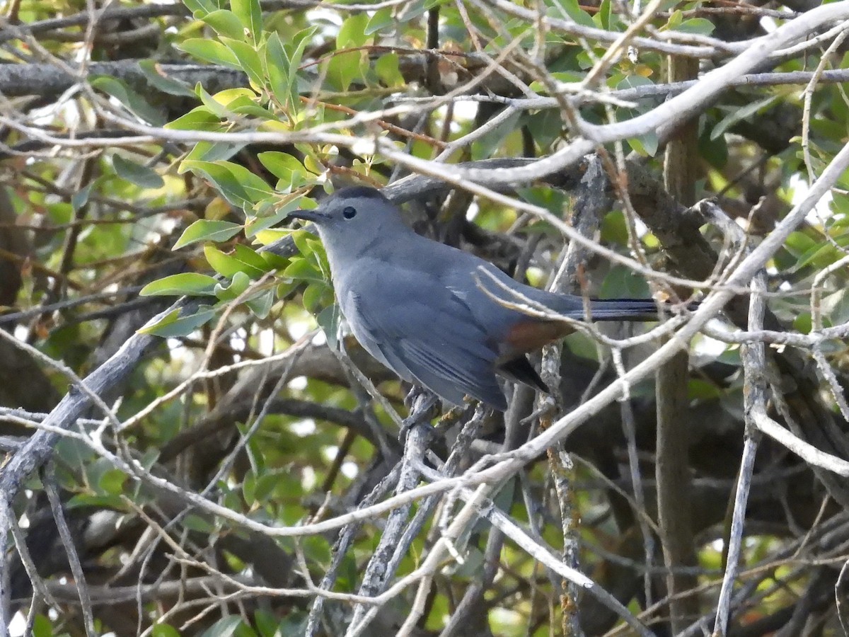 Gray Catbird - ML641519657