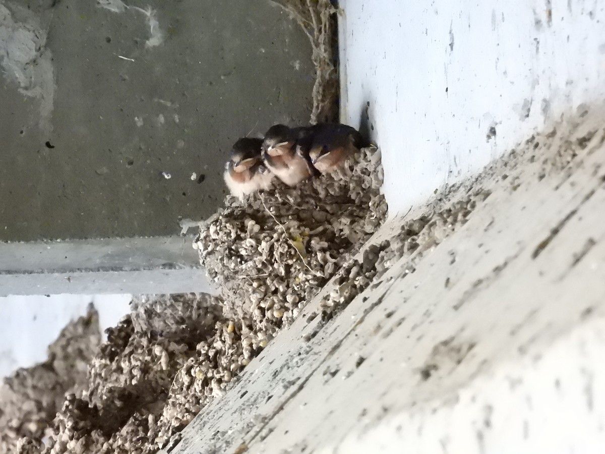 Barn Swallow - ML641519674