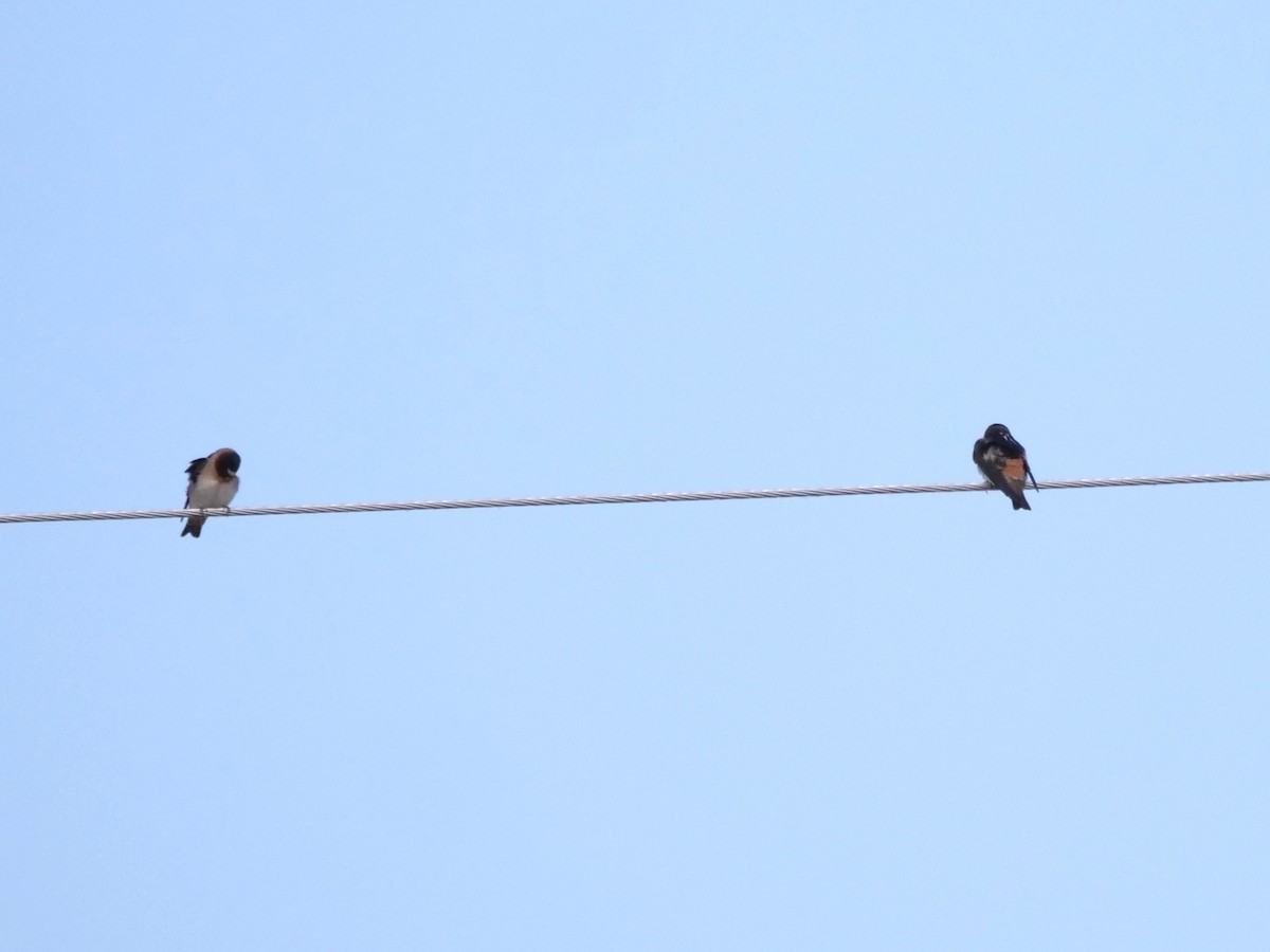 Cliff Swallow - ML641519687
