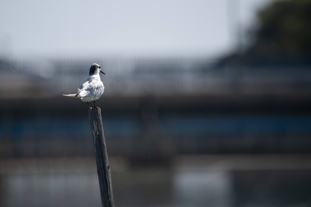 Sandwich Tern - ML641519711