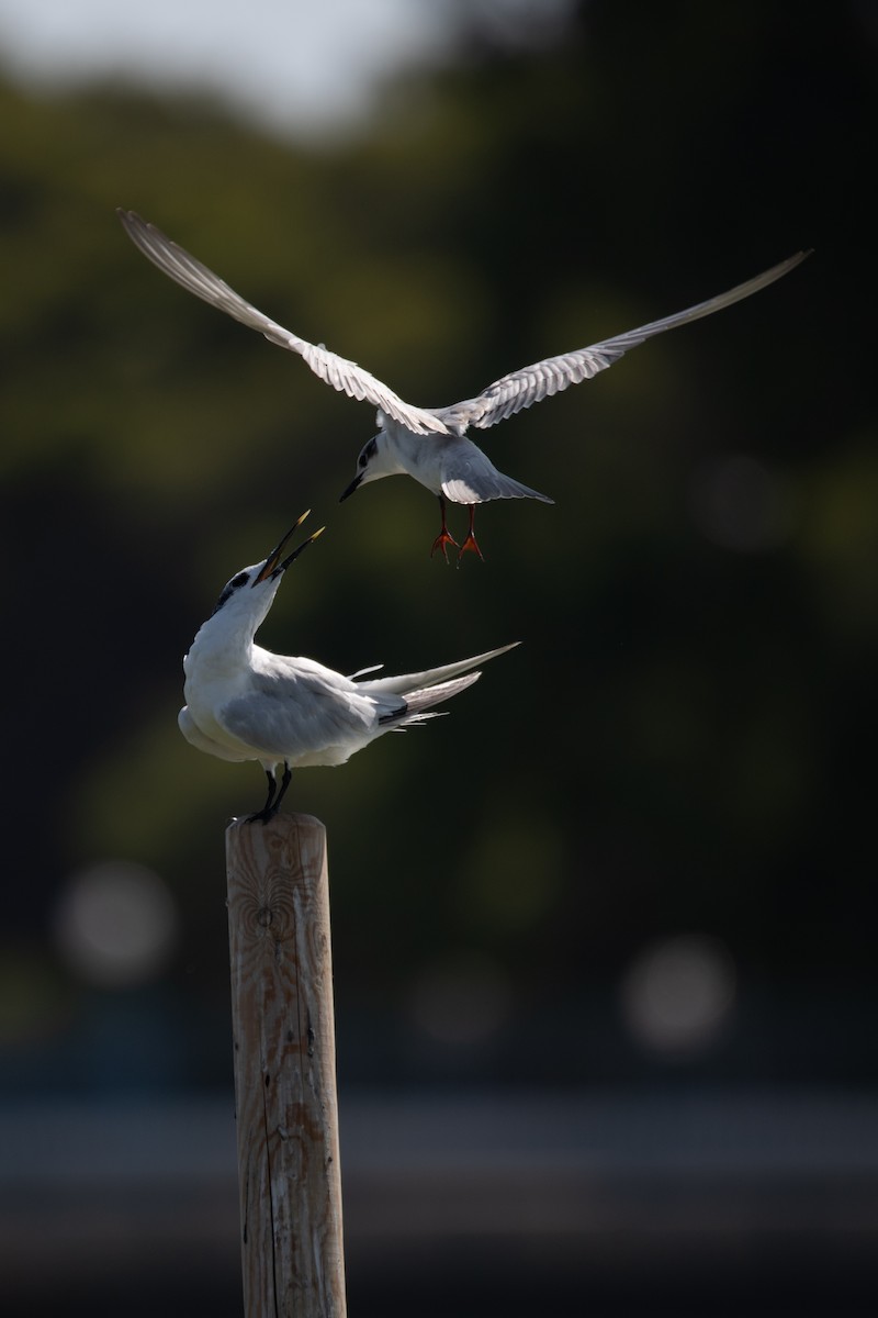 Sandwich Tern - ML641519728