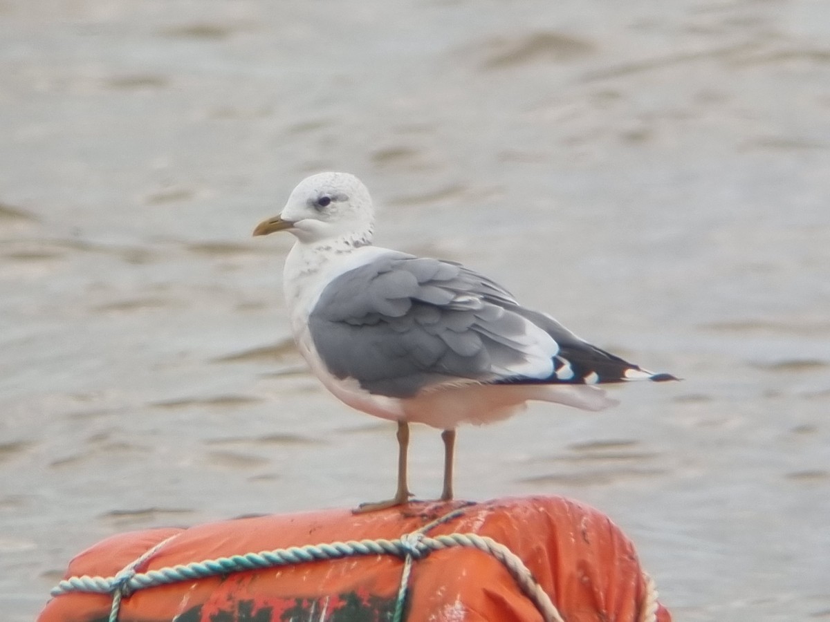 Common Gull - ML641519744