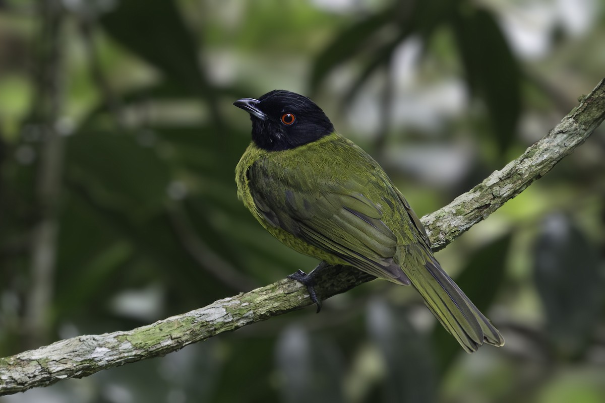 Black-headed Berryeater - ML641519800