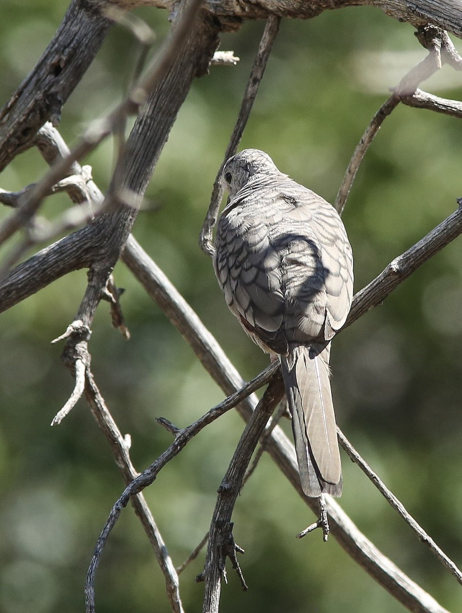Inca Dove - ML641519806
