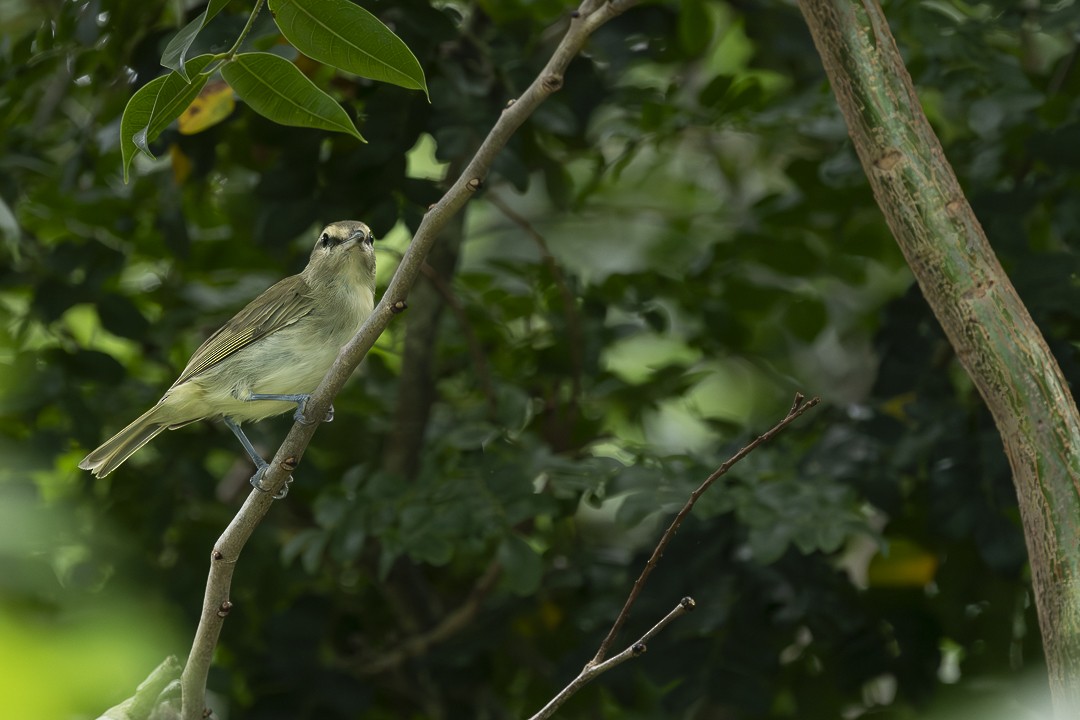 Yucatan Vireo - ML641519882