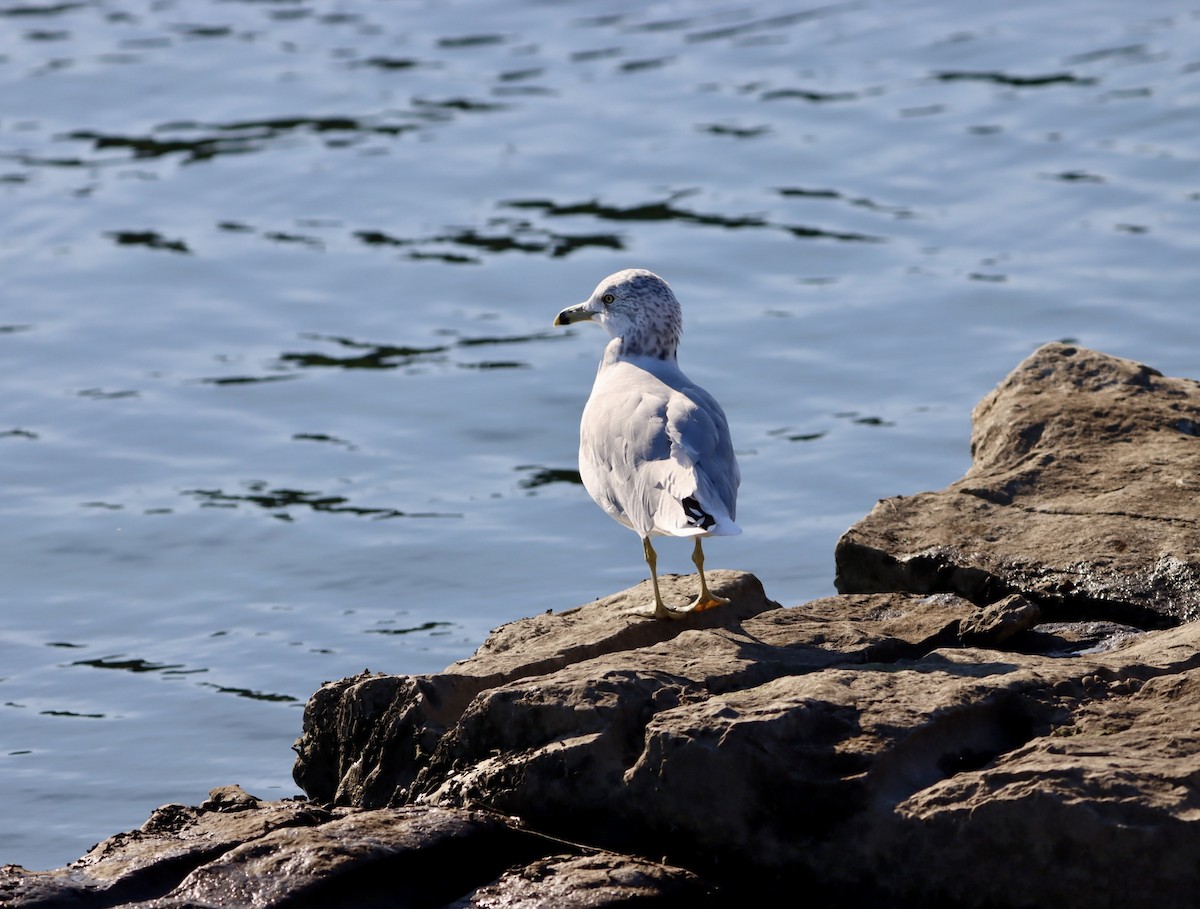 Ring-billed Gull - ML641519936