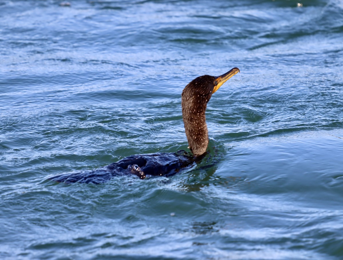 Double-crested Cormorant - ML641519947