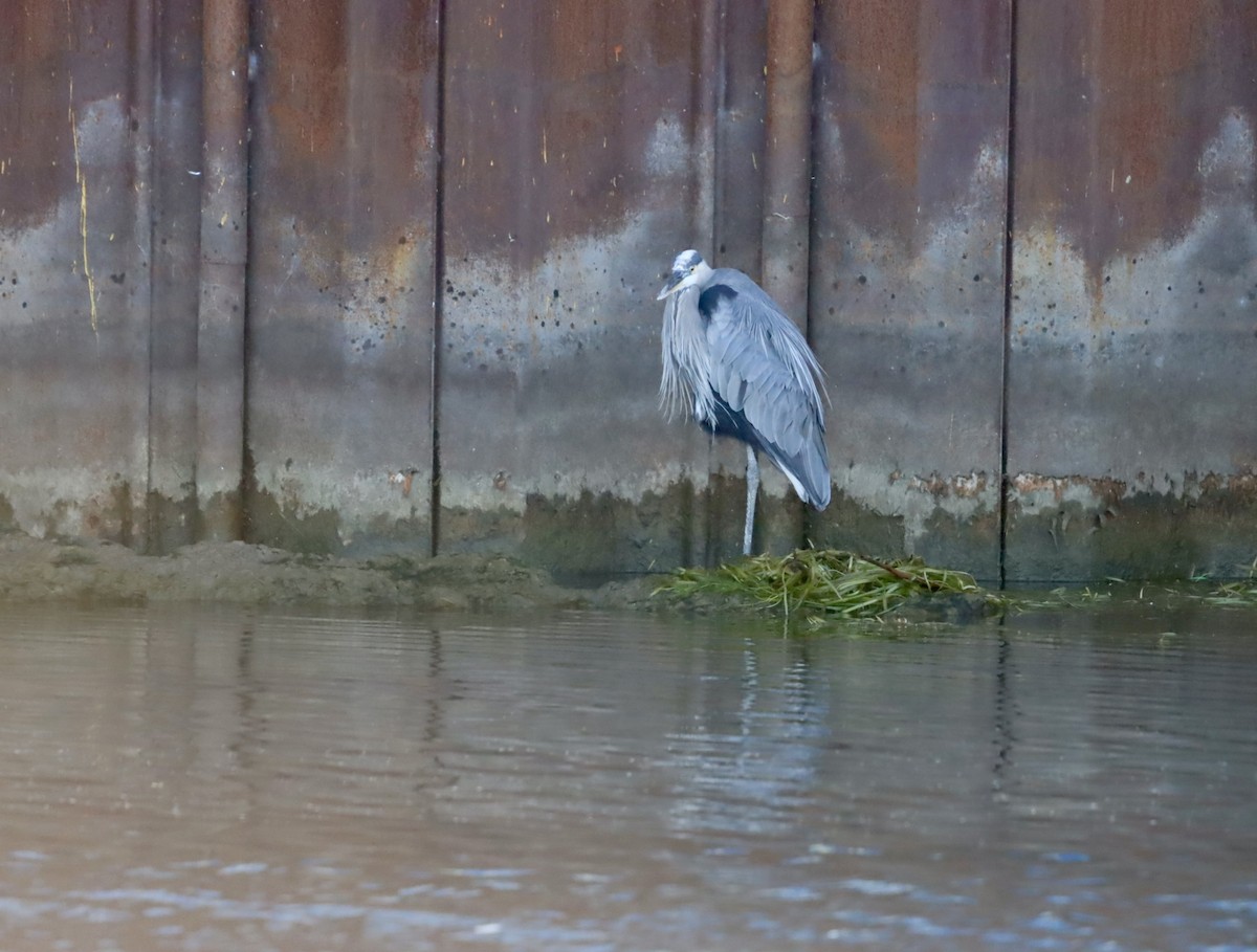 Great Blue Heron - ML641519969