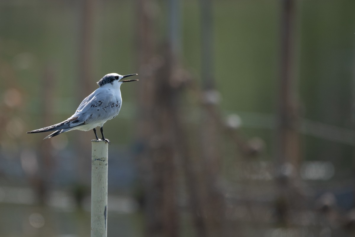Sandwich Tern - ML641519970