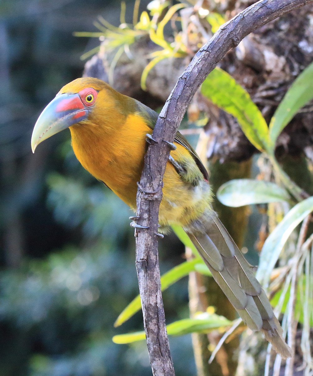 Saffron Toucanet - ML641519992