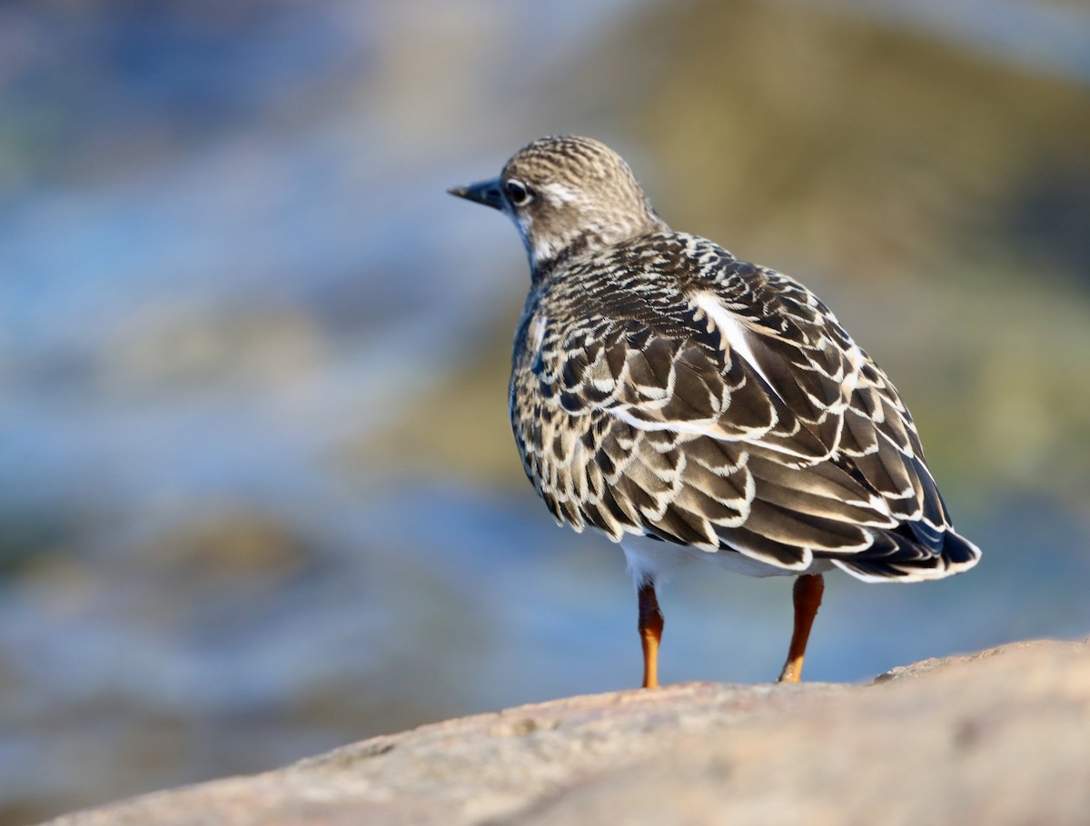 Ruddy Turnstone - ML641520014