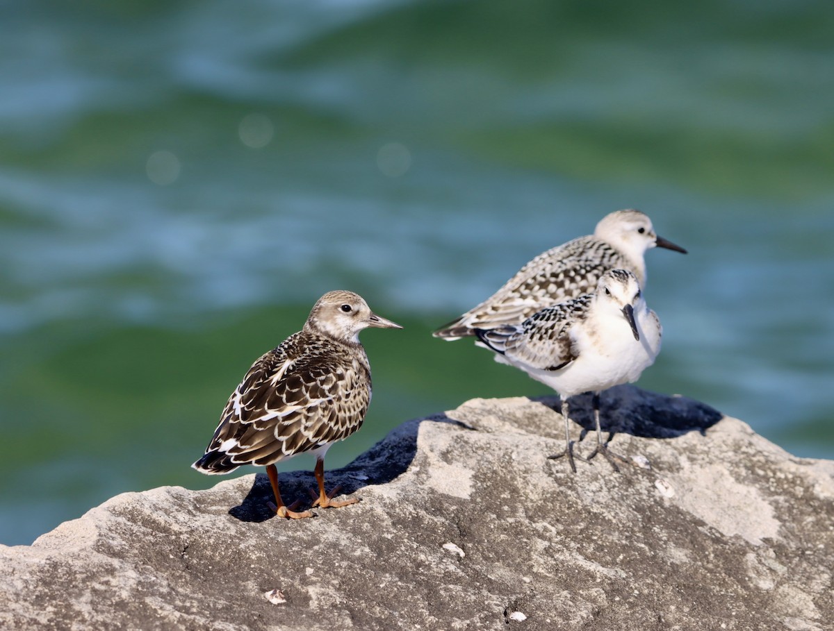 Ruddy Turnstone - ML641520015