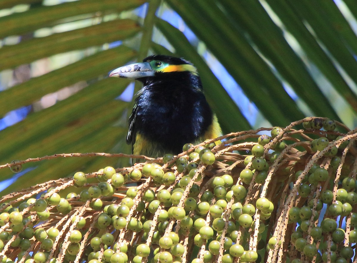 Spot-billed Toucanet - ML641520029