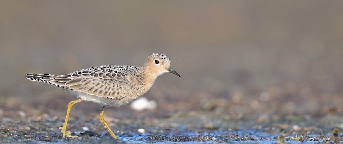 Buff-breasted Sandpiper - ML641520036